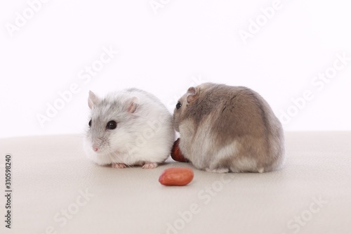 Nice hamster on a white background.