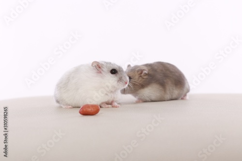 Nice hamster on a white background.