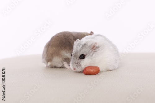 Nice hamster on a white background.