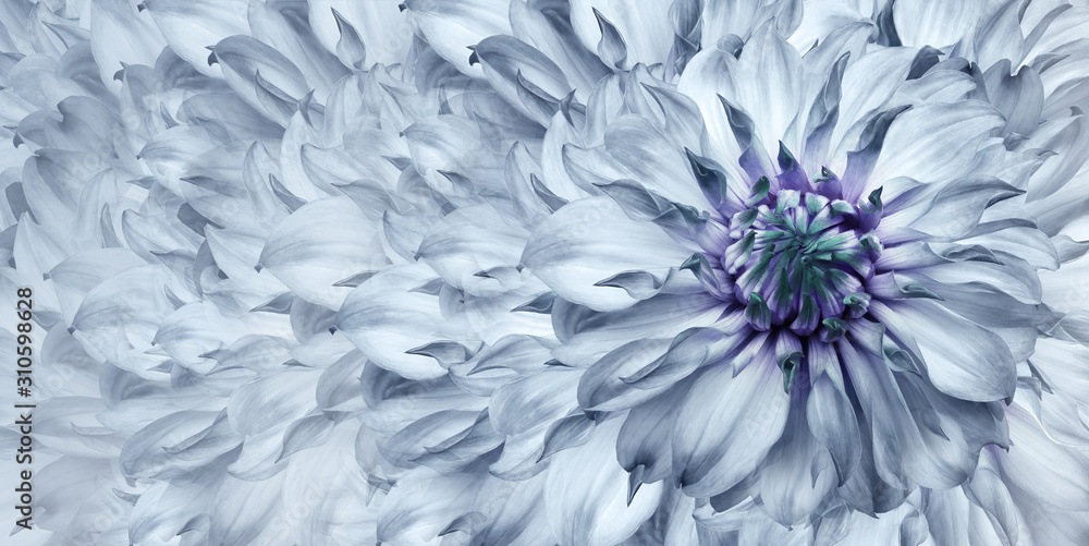 Floral light blue background. A bouquet of  blue  flowers dahlias.  Close-up.   floral collage.  Flower composition. Nature.