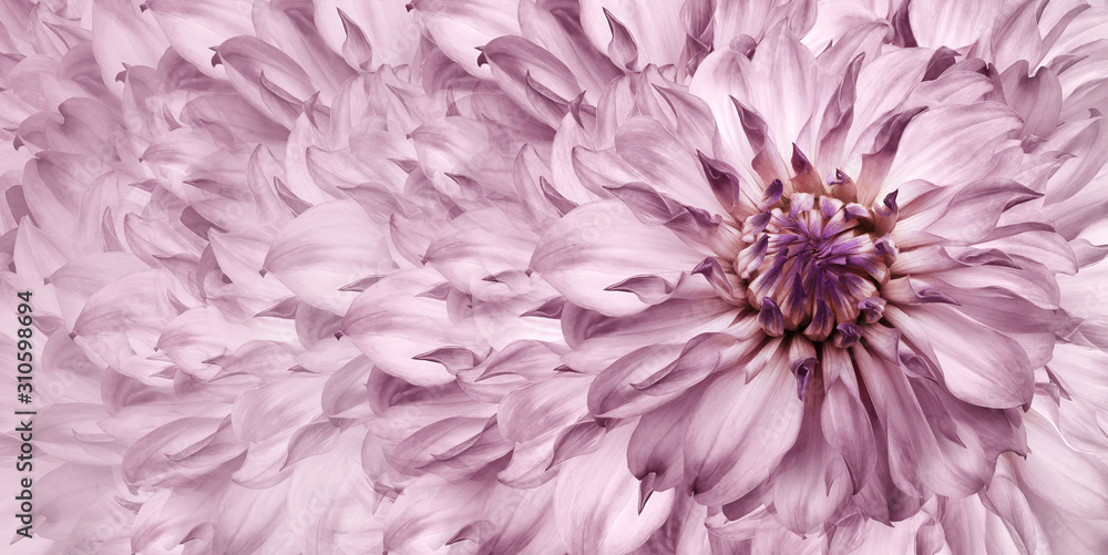 Floral light pink background. A bouquet of pink flowers dahlias. Close-up. floral collage. Flower composition. Nature. Floral light pink background. A bouquet of pink flowers dahlias. Close-up. floral collage. Flower composition. Nature.