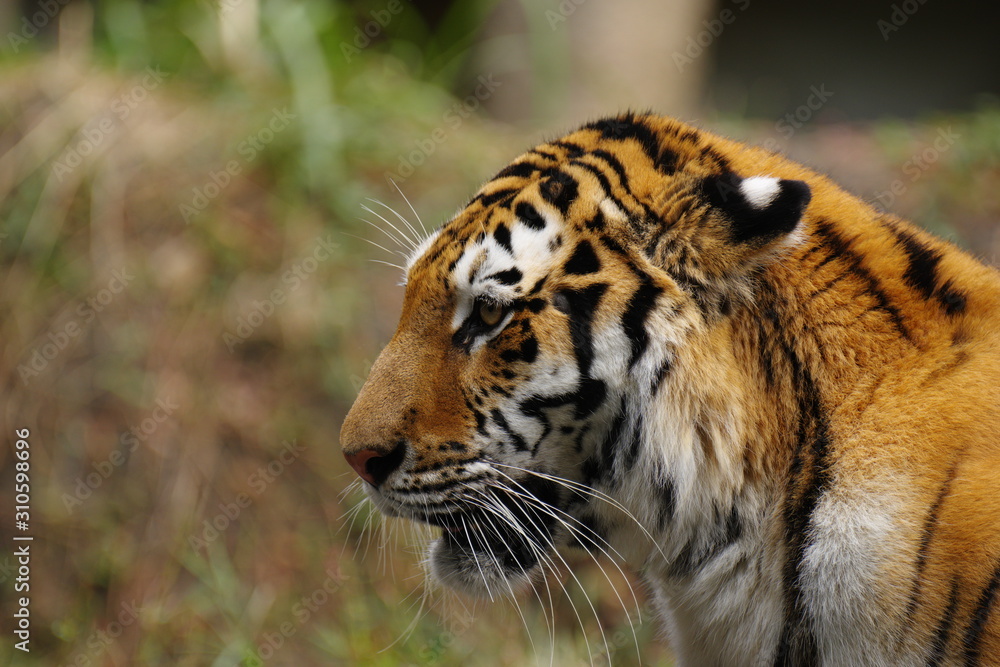 Fototapeta premium 美しいトラ