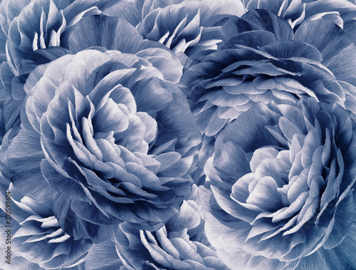 Floral vintage white-blue background. A bouquet of white-blue roses flowers. Close-up. floral collage. Flower composition. Nature.