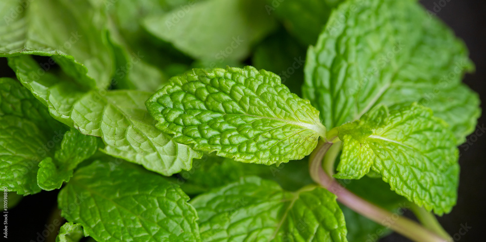 Mint leaves background for texture or wallpaper. Close up Mint leaves background for texture or wallpaper. Close up