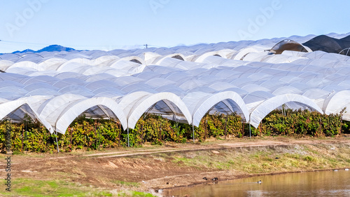 Fényképezés Exterior view of rows of greenhouses covering agricultural fields in South Calif