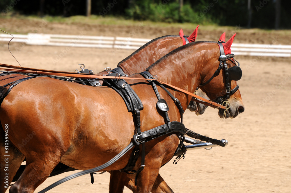 Freiberger Füchse im Fahrsport