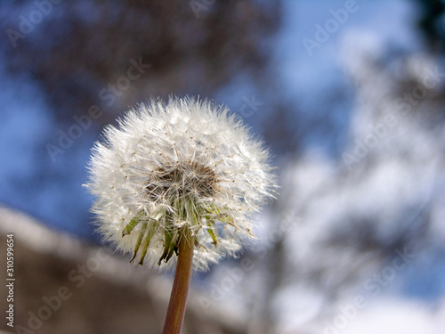 dandelion on background of blue sky