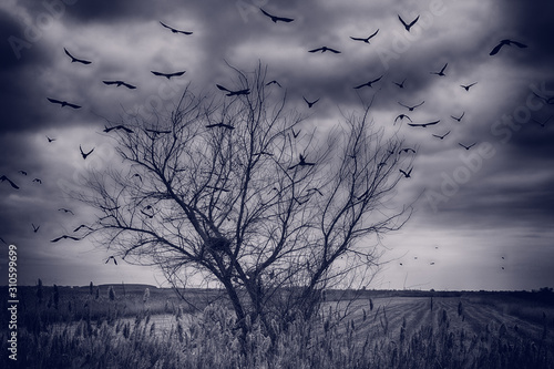 Εκτύπωση καμβά Dark drama sky with birds