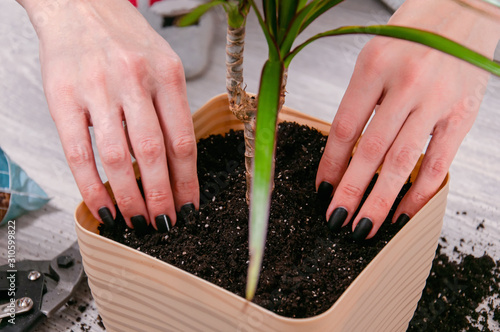 Care for indoor plants. The girl transplanted dracaena.