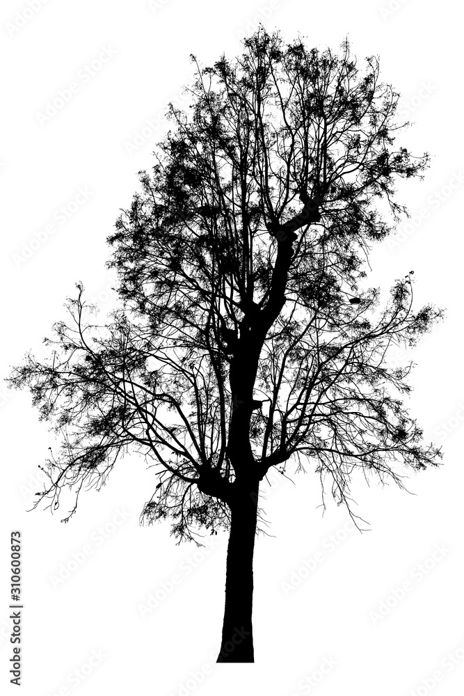 Obraz premium Black shadows, large trees that are completely isolated on a white background.