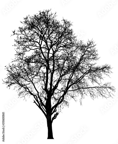 Black shadows  large trees that are completely isolated on a white background.