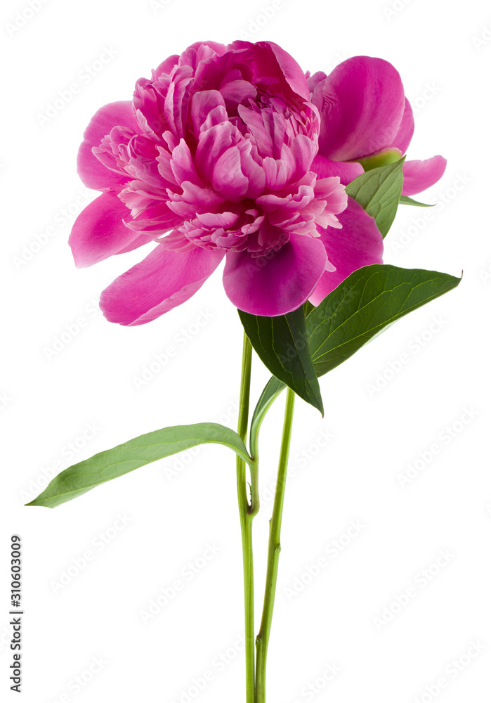 Pink peonies flowers isolated on white background close-up. Pink peonies flowers isolated on white background close-up.