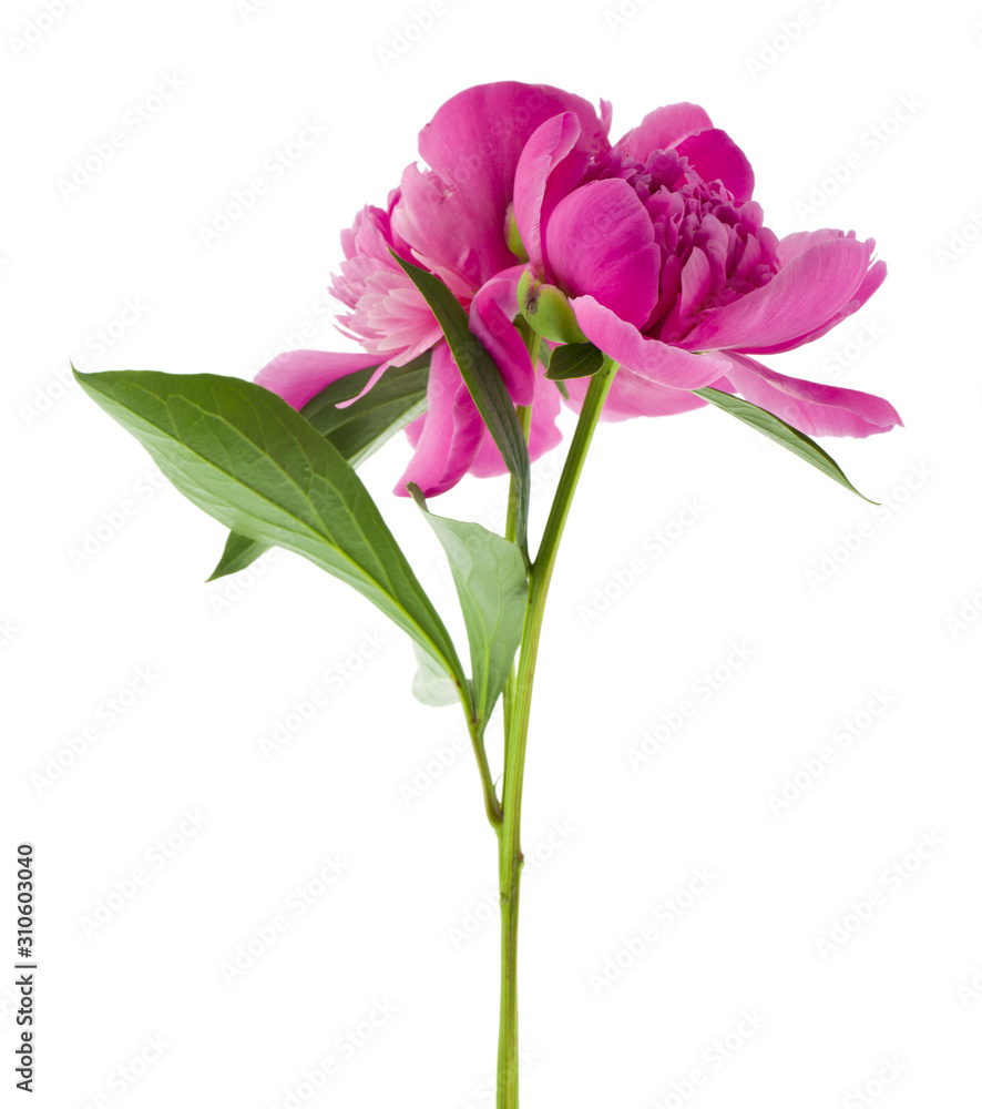 Pink peonies flowers isolated on white background close-up. Pink peonies flowers isolated on white background close-up.