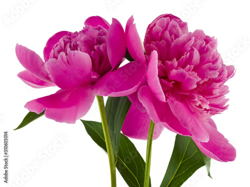 Pink peonies flowers isolated on white background close-up. © Valerii Zan