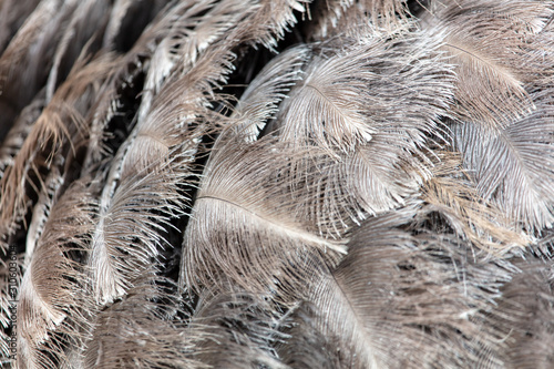 Ostrich feathers as an abstract background