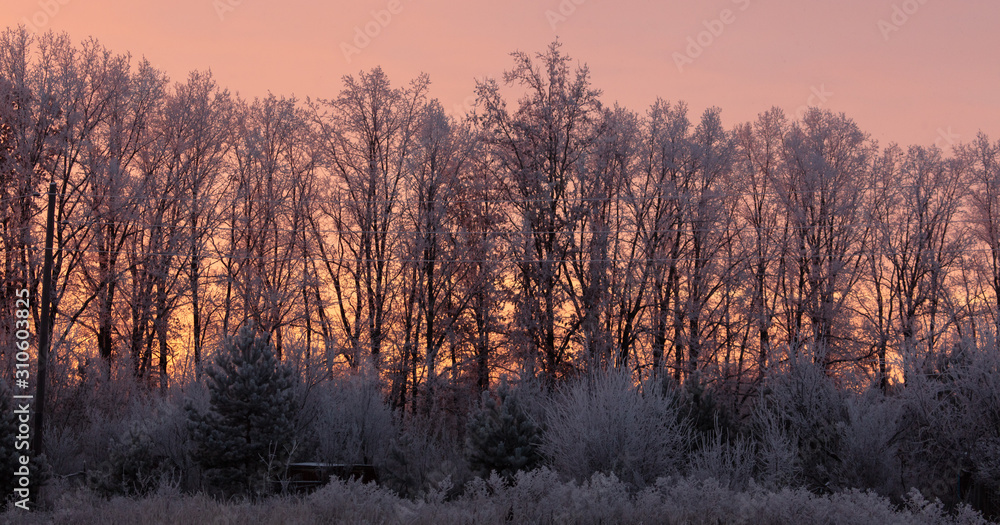Bare branches of a tree in the snow at dawn in winter Bare branches of a tree in the snow at dawn in winter