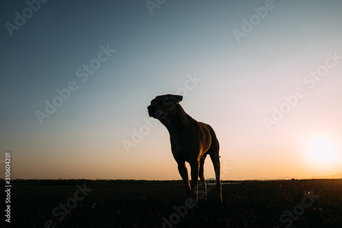 Silhouette dog on Sunset time.