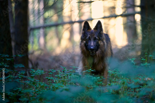 Altdeutscher Schäferhund im Wald