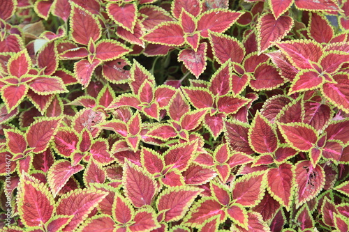 Decorative floral background of Coleus (Painted Nettle) plant - latin: Solenostemon scutellarioides