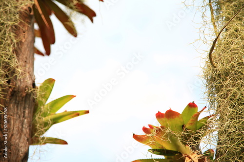 Slika na platnu Bromeliad and Spanish Moss on Tree