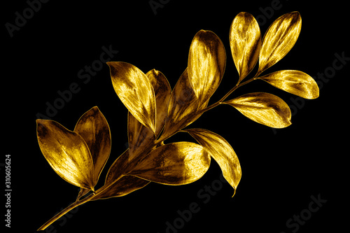 One golden leaves branch on black background isolated closeup, decorative gold color plant sprig, yellow shiny metallic twig, foliage illustration, floral design element, herbal symbol, botanical sign photo