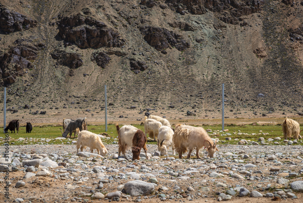 Flock Of sheep or goats grazing before barren mountains