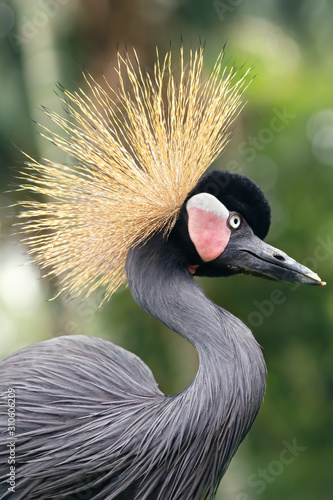 Grey crown crane in a natural environment. Wild animal