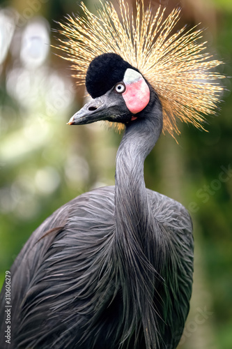 Portrait of a grey crown crane in a natural environment