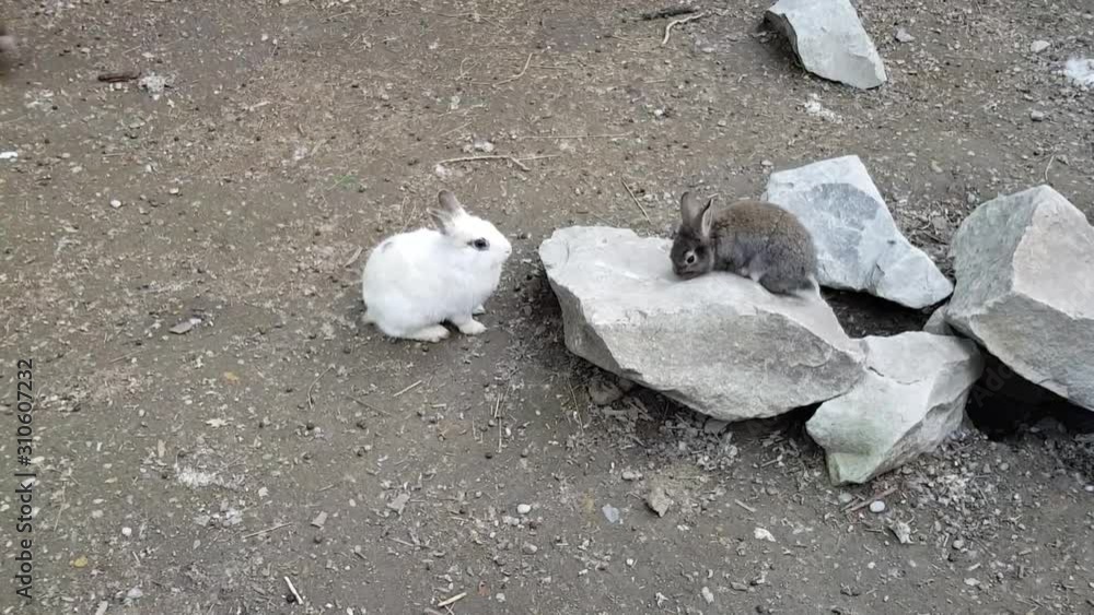 Rabbits playing in the garden on rocks. Rabbits playing in the garden on rocks.