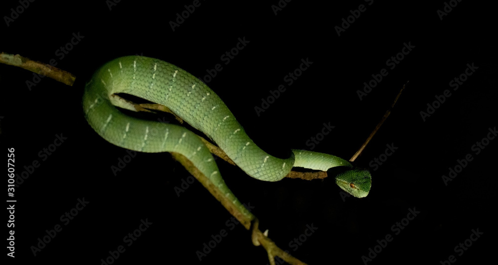 Obraz premium Green Pit Viper on tree branch at night. Background darkened