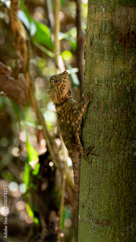 Angle Head Lizard attaches to a tree in Borneo  Malaysia. Medium shot.