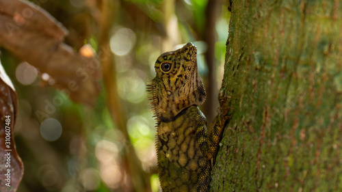 Angle Head Lizard attaches to a tree in Borneo  Malaysia. Close Up