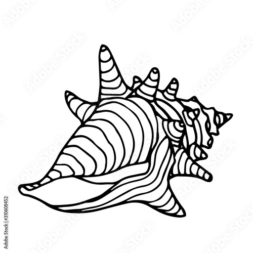 empty striped shell with thorns of a marine mollusk or hermit crab, vector illustration with black contour lines isolated on white background in Doodle and hand drawn style