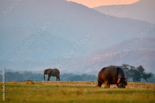 Hippo and African elephant together on green plains of Zambezi against Nyamuziwa Hills, animal scene from Zambezi river flood plains, safari in Mana Pools, Zimbabwe.