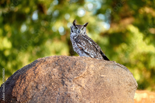 Spotted eagle-owl, Bubo africanus, perched on a granit rock, staring directly at camera by yellow eyes. Wild owl against green background, wildlife photography in Lake Chivero, Zimbabwe. photo