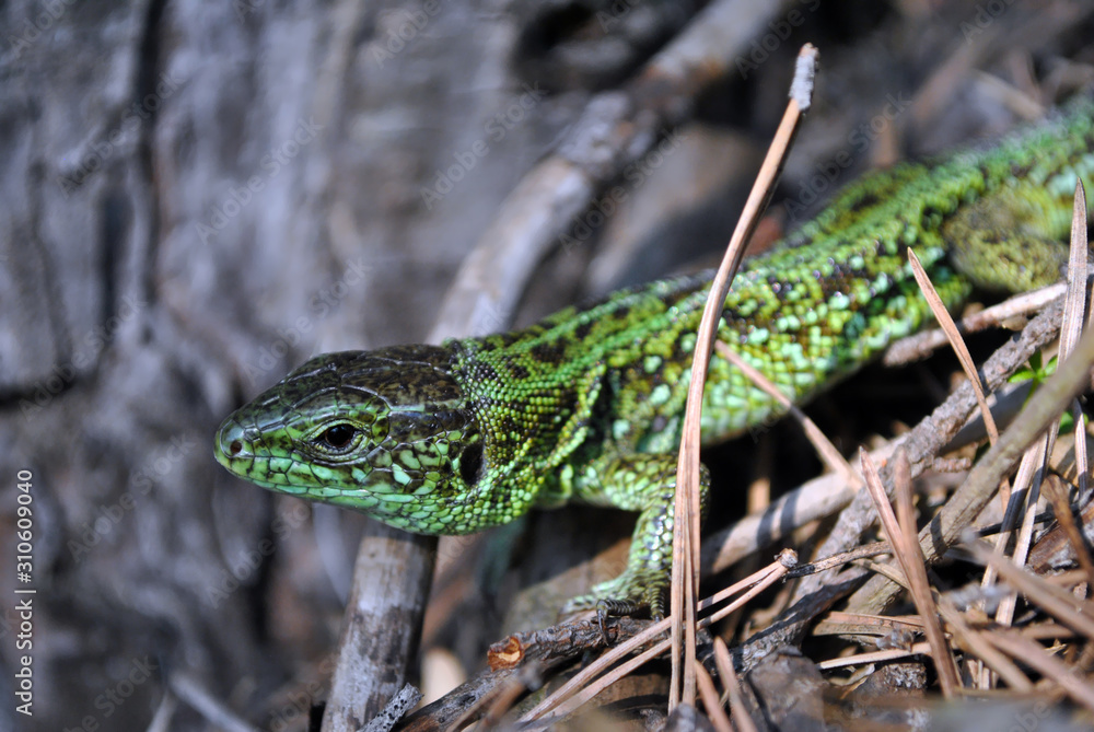 Emerald green lizard on ground with dry pine needles, macro close up detail, soft blurry bokeh background Emerald green lizard on ground with dry pine needles, macro close up detail, soft blurry bokeh background