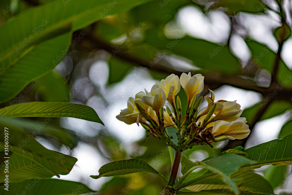 Fototapeta premium flowers in garden