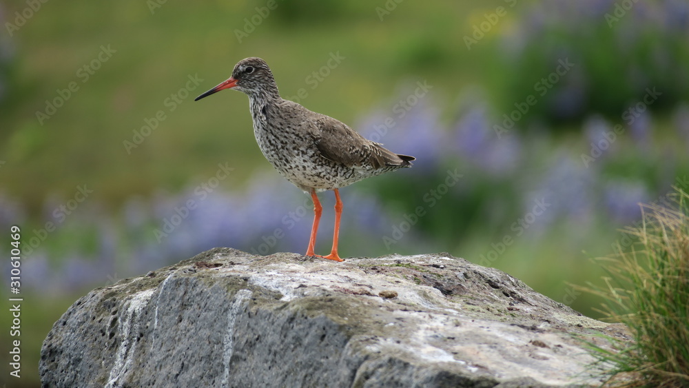 Red-breasted Thrush on the background of the Icelandic landscape Red-breasted Thrush on the background of the Icelandic landscape