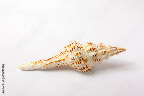 Shell of fusinus  on white background photo