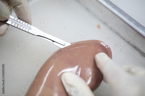 Photography Study and learn about kidney in laboratory.