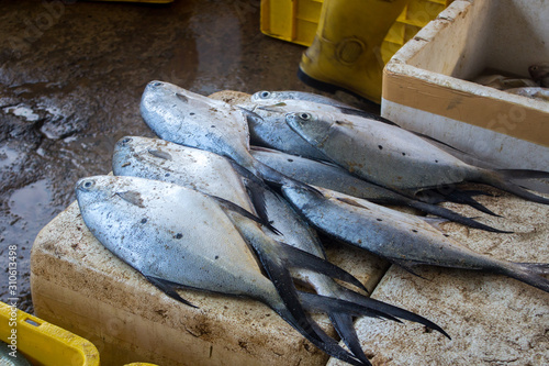 Fresh caught fish at the market in Negombo