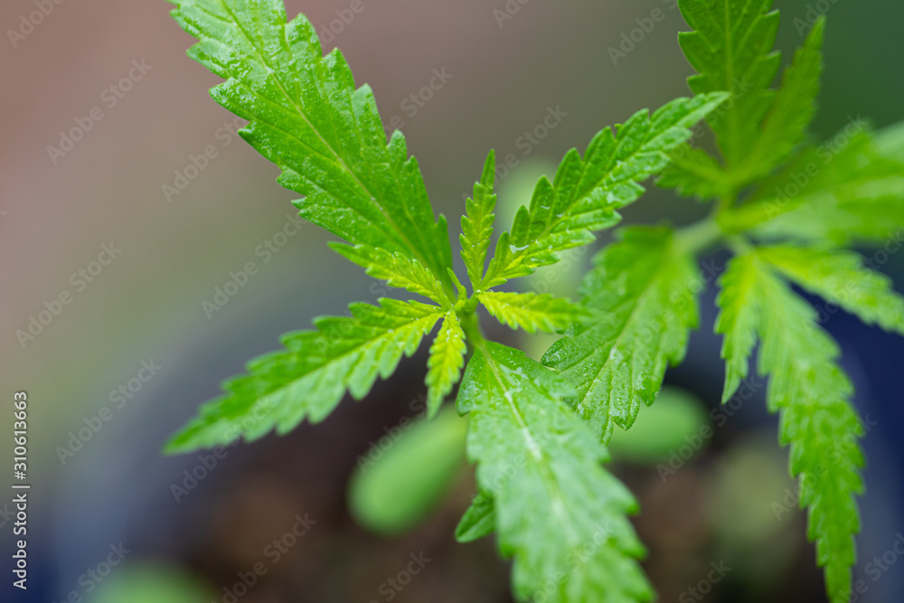 Beautiful leaves of marijuana cannabis and detail background of cannabis. Beautiful leaves of marijuana cannabis and detail background of cannabis.