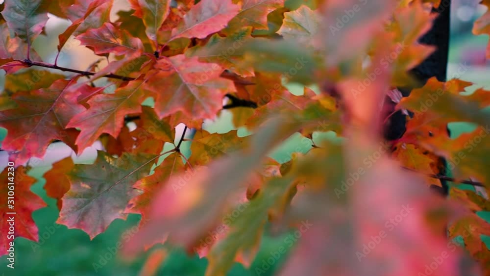 Autumn mood background from oak leaves. Autumn leaves move from the wind, closeup, selective focus Slow motion Autumn mood background from oak leaves. Autumn leaves move from the wind, closeup, selective focus Slow motion
