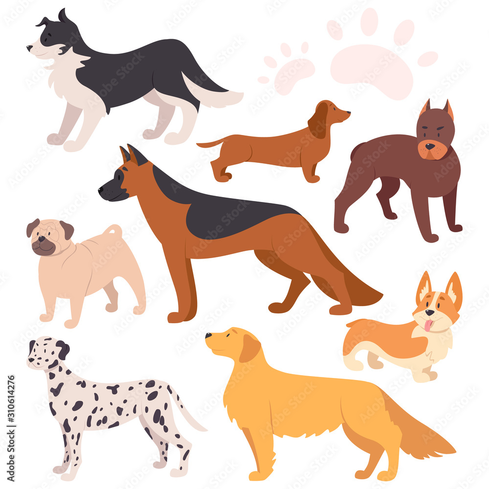 Set of beautiful purebred dogs. Collection of dogs of various breed