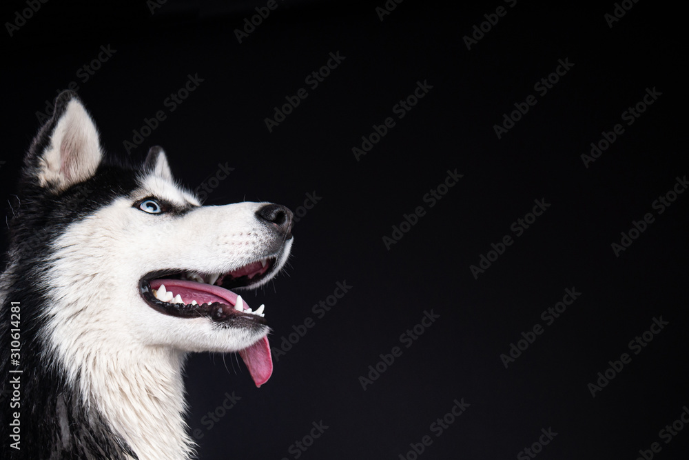 a young husky dog on black background