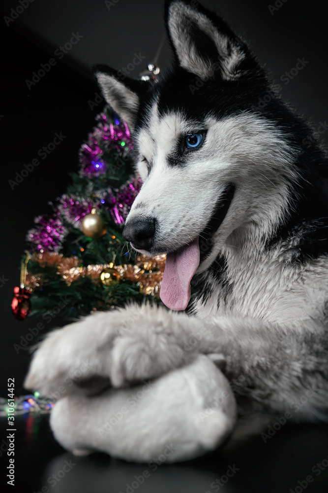 a husky dog on black Christmas background