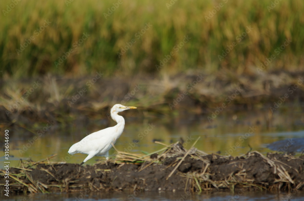 The cattle egret (Bubulcus ibis) is a cosmopolitan species of heron (family Ardeidae) found in the tropics, subtropics, and warm-temperate zones. It is the only member of the monotypic genus Bubulcus. The cattle egret (Bubulcus ibis) is a cosmopolitan species of heron (family Ardeidae) found in the tropics, subtropics, and warm-temperate zones. It is the only member of the monotypic genus Bubulcus.