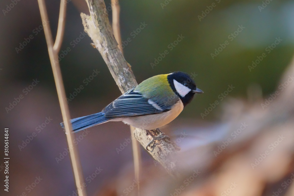 Obraz premium シジュウカラ