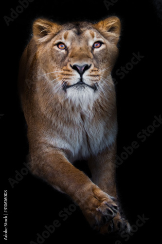 In the dark Pulls paws.  predatory interest of  big cat portrait of a muzzle of a curious peppy lioness close-up