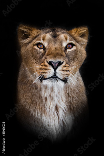 In the dark looking and getting ready to jump. predatory interest of big cat portrait of a muzzle of a curious peppy lioness close-up